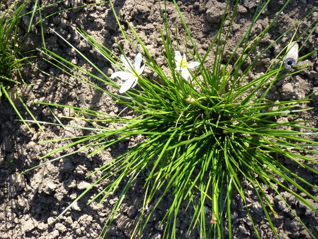 Zephyranthes candida